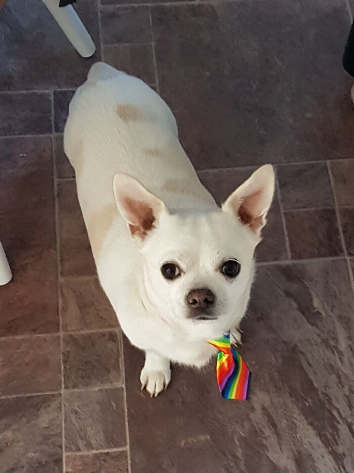 The Goodest Boi Taking A Stand Against Homophobia. He Left Us On October 14th 2021 Aged 9 (He Was A Poorly Bear All His Life But Made The Best Of It))