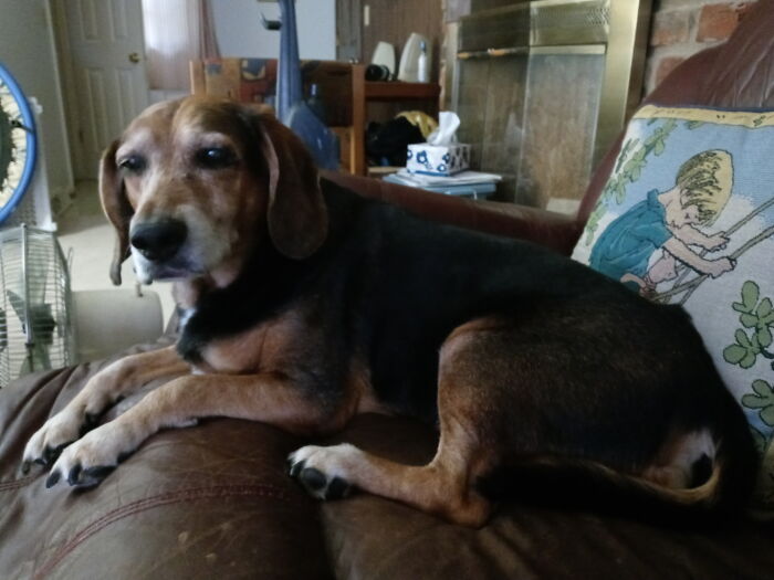 Foster Failed (Then Missy 18 Months Old) January 2011. Now Ziggy 2023 (Now 14 Years Old)