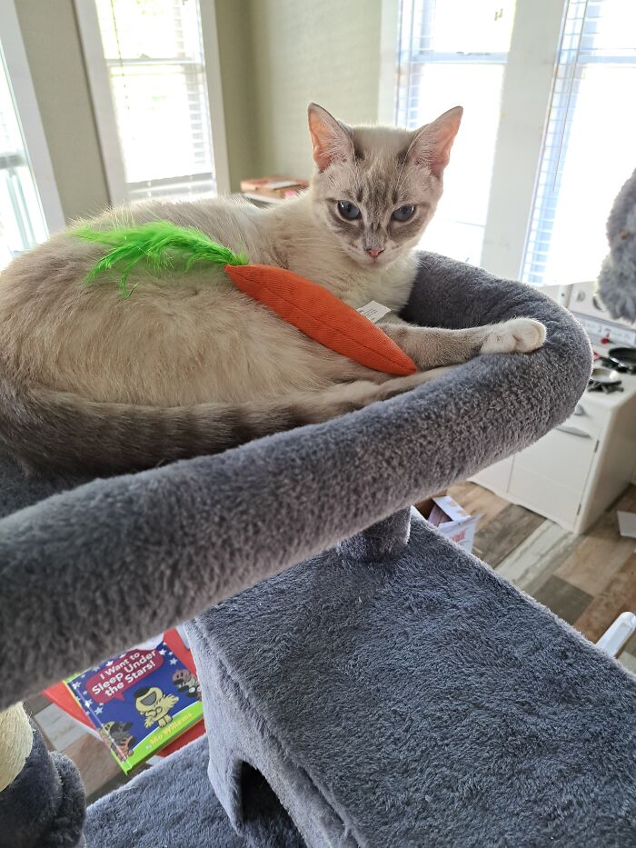 Queen Butterbean Thoroughly Pissed At The Carrot I Dared To Serve Her