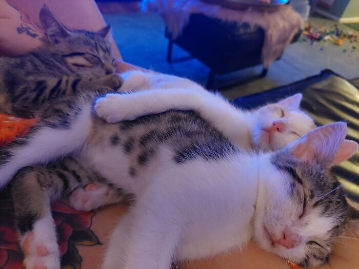 My 3 Little Foster Babies. They Were Really Sick When They Came To Me, Very Young Also But They Were So Sweet. Always Cuddeling And The Red One Used My Ears As A Pacifer. All 3 Gained There Health And Found New Homes. I Cried A Lot When They Left They Were Really My Babies