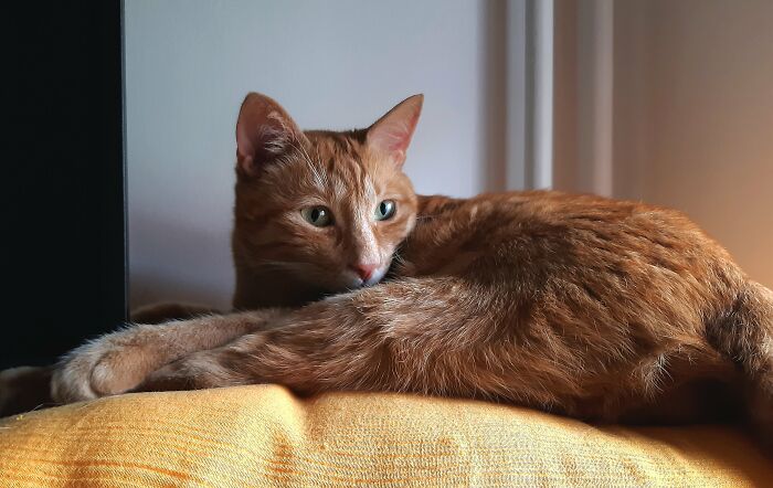 My Beautiful Boy, His Favorite Place To Watch Me 🥰