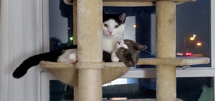 My Babies Snuggling Together