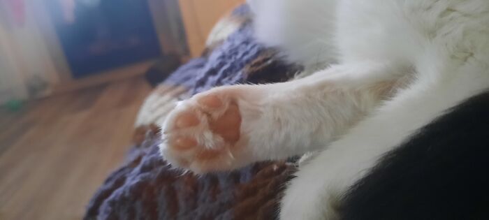 My Little Floofers Toe-Beans!