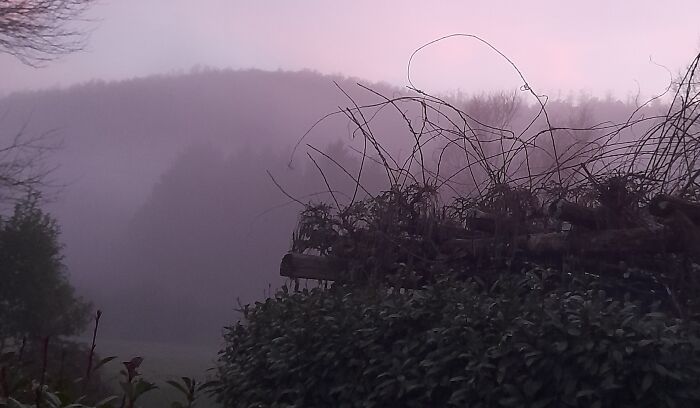 Tinged Morning Mist In The Garden