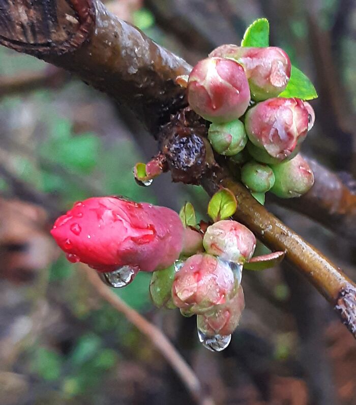 Chaenomeles Japonica, On January 27, It Was Already Budding, Earlier Than Ever