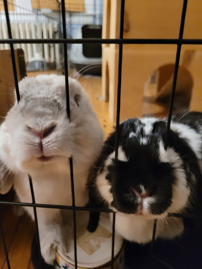 These Two Goofballs Make Every Day Worth Living!