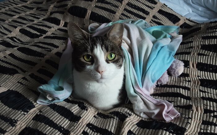 I Am Now Owned By A Rescue Who Thinks That I Am Hers To Abuse And Serve For Ever