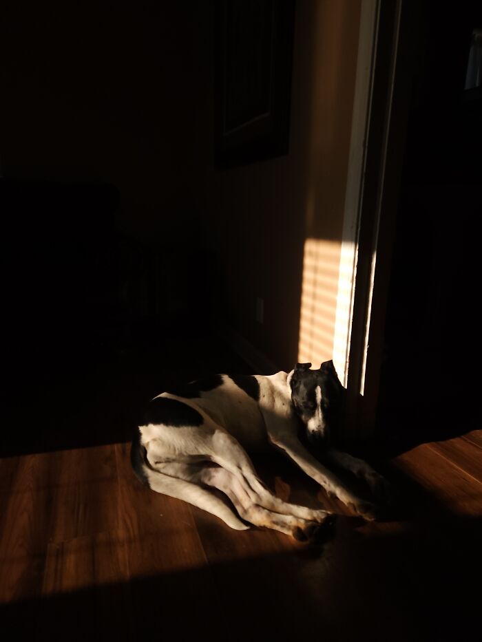 My 6 Yo Puppy. Loves The Sun More Than A Cat!