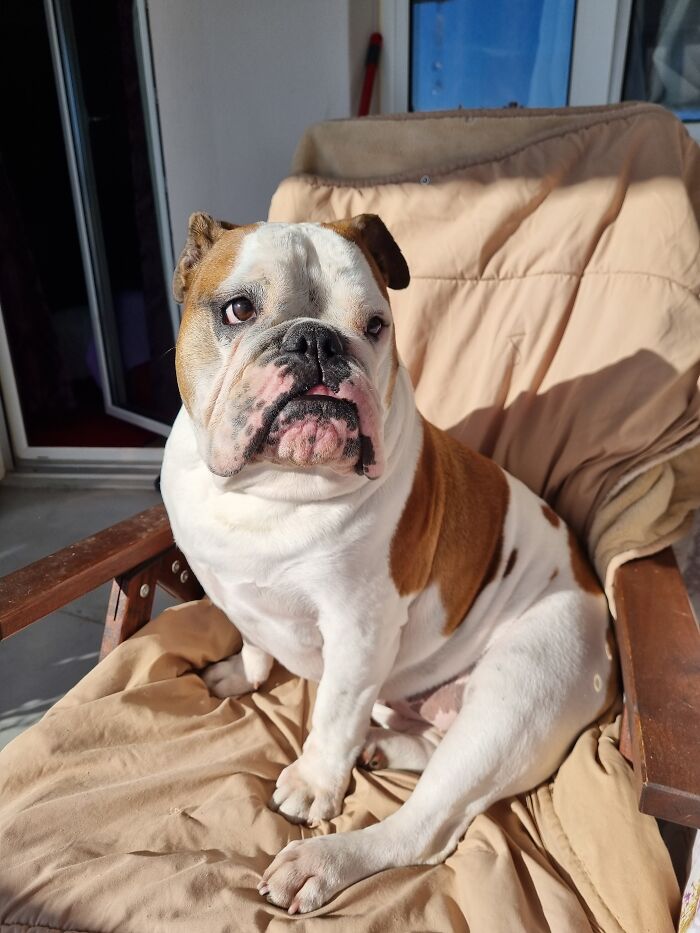 Our Bulldog Sushi On Her Throne - Her Spot When The Sun Is Shining