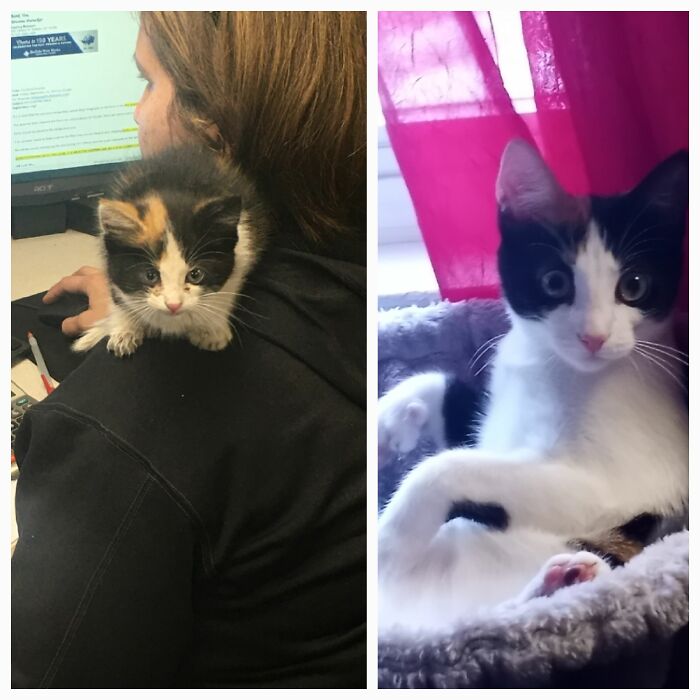 This Is Polly, She Has 27 Toes!!!i Found Her In The Factory Where I Work, I Had To Keep Her!