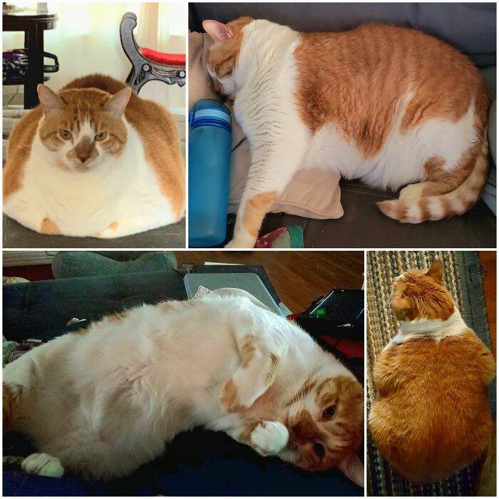 Bevo Is Deceptively Fluffy - But Obviously Chonk! So Soft And Snuggly