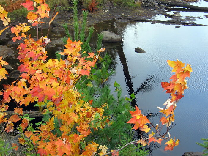 Autumn In Algonquin Park, Ontario