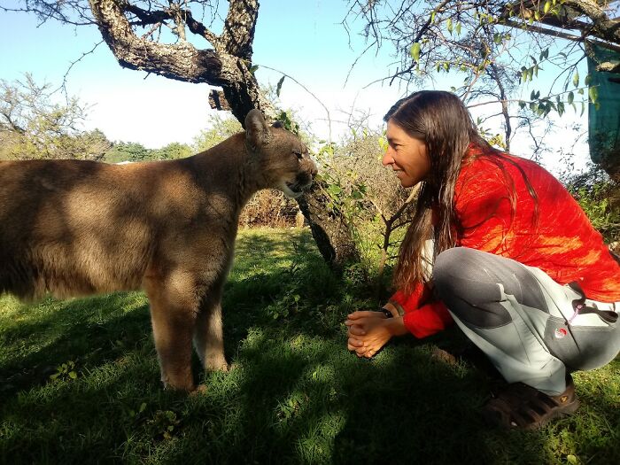 Heartwarming Story Of Blind Puma Rescued By Woman At Pumakawa Reserve