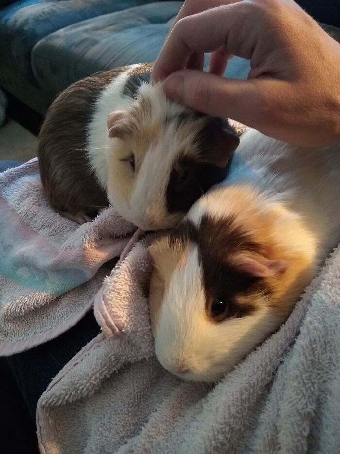 Not Really A Before And After Picture, But Bella (Brown One) Was Rescued