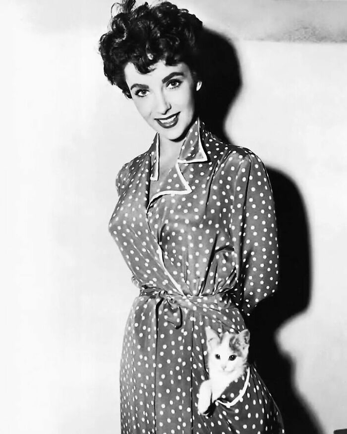 Cat Lover Diva, The British-American Actress Elizabeth Taylor Was "Giving A Ride" To A Kitten In The Pocket Of Her Dress During The Filming Of The Movie The Girl Who Had Everything, In 1953