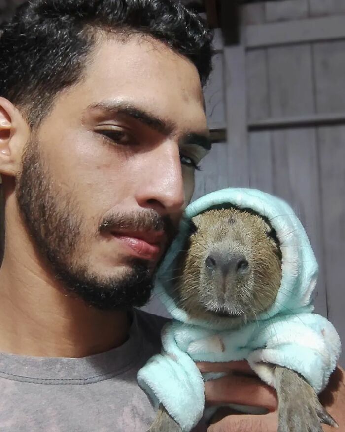 This Man From Brazil Who Lives On A Farm Shares A Beautiful Bond With A Rescued Capybara This Man From Brazil Who Lives On A Farm Shares A Beautiful Bond With A Rescued Capybara