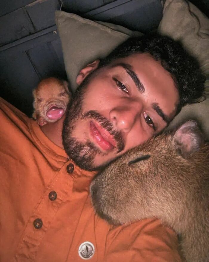 This Man From Brazil Who Lives On A Farm Shares A Beautiful Bond With A Rescued Capybara This Man From Brazil Who Lives On A Farm Shares A Beautiful Bond With A Rescued Capybara