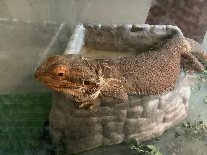 Fluffy Has Been Brumating For Months, Not Moving At All. Tonight, He Moved To His Water Dish And Posed Like He Is A Super-Model