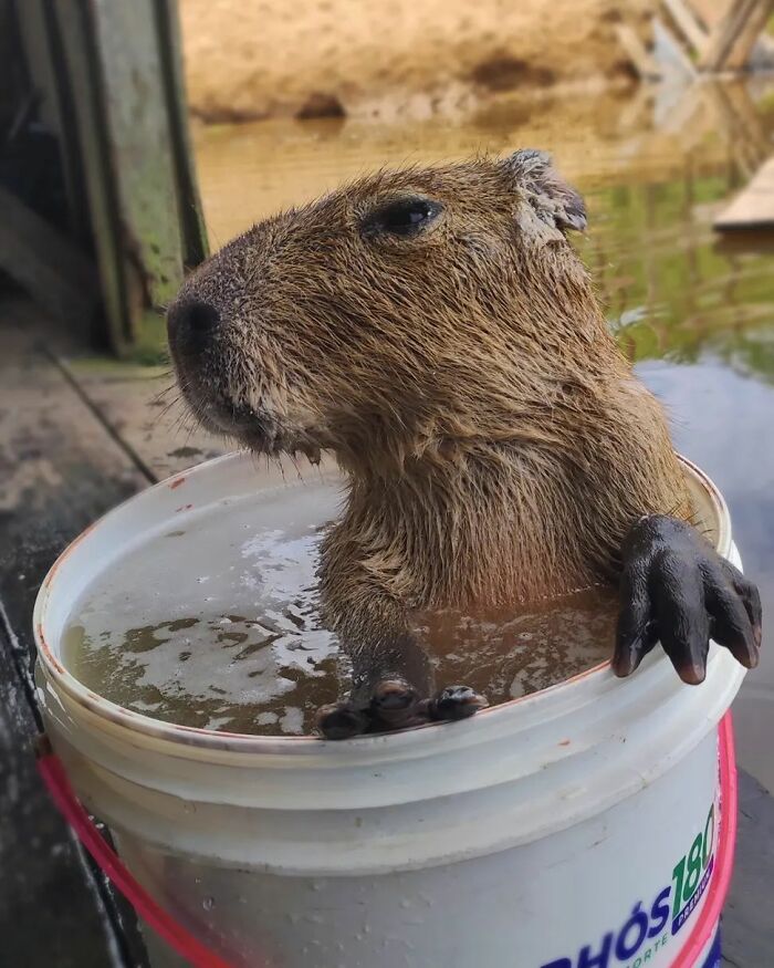 This Man From Brazil Who Lives On A Farm Shares A Beautiful Bond With A Rescued Capybara This Man From Brazil Who Lives On A Farm Shares A Beautiful Bond With A Rescued Capybara