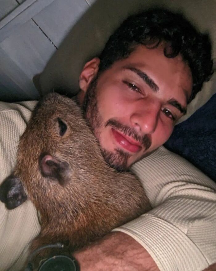 This Man From Brazil Who Lives On A Farm Shares A Beautiful Bond With A Rescued Capybara This Man From Brazil Who Lives On A Farm Shares A Beautiful Bond With A Rescued Capybara