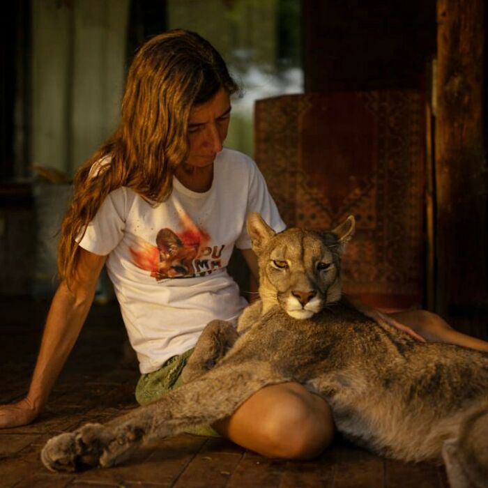 Heartwarming Story Of Blind Puma Rescued By Woman At Pumakawa Reserve