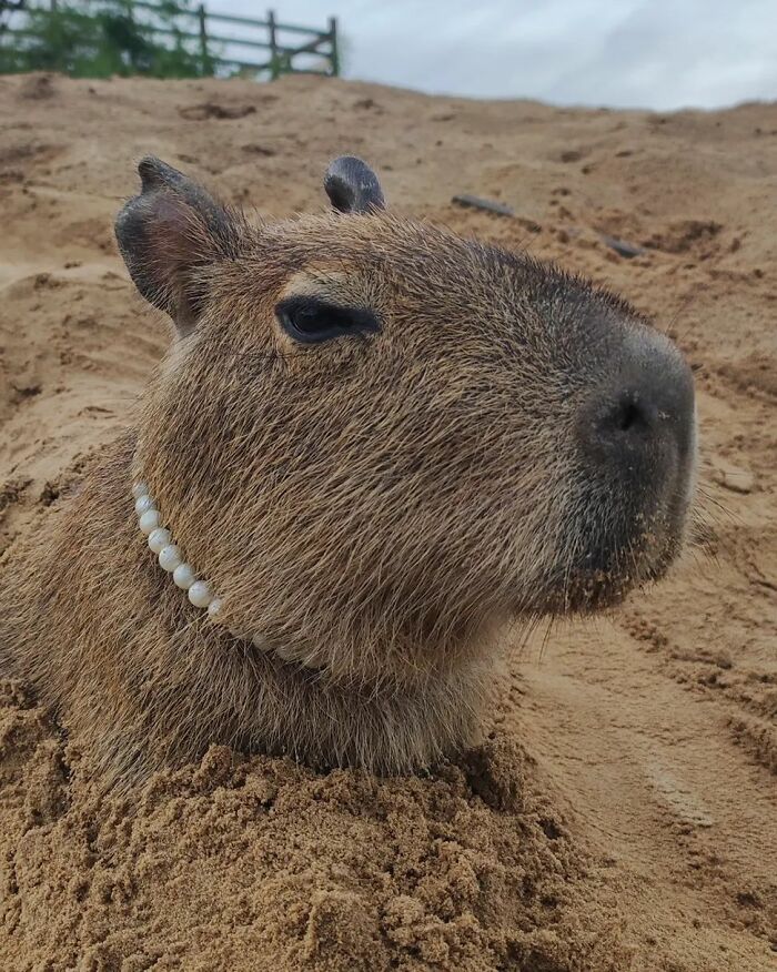 This Man From Brazil Who Lives On A Farm Shares A Beautiful Bond With A Rescued Capybara This Man From Brazil Who Lives On A Farm Shares A Beautiful Bond With A Rescued Capybara