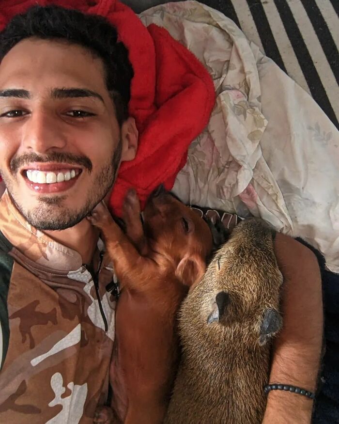 This Man From Brazil Who Lives On A Farm Shares A Beautiful Bond With A Rescued Capybara This Man From Brazil Who Lives On A Farm Shares A Beautiful Bond With A Rescued Capybara