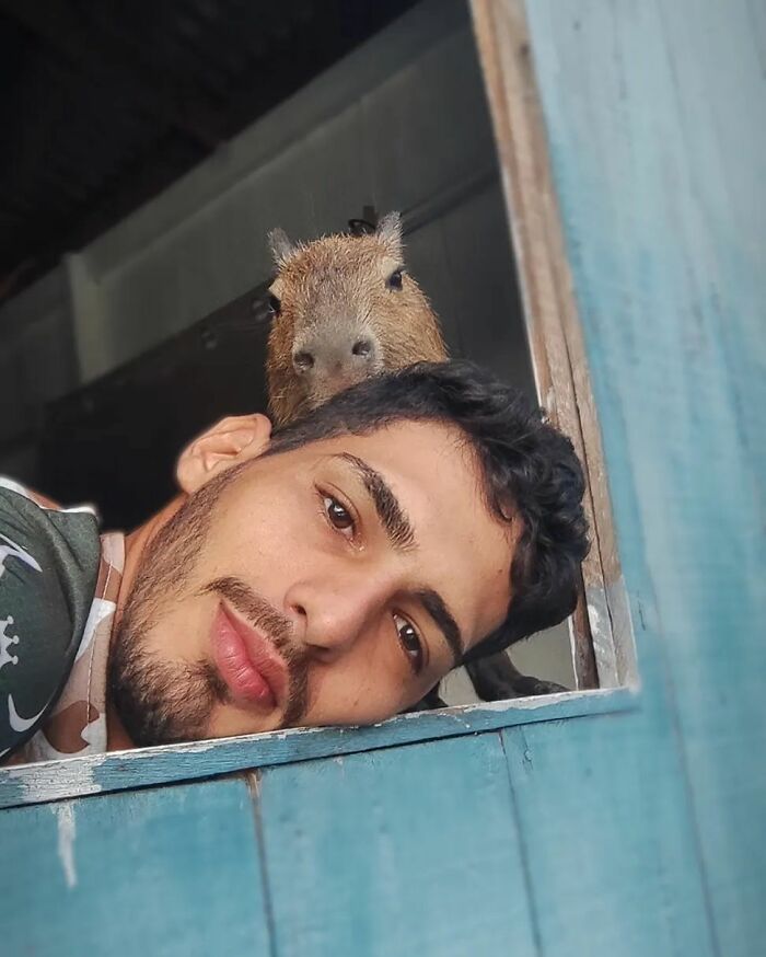 This Man From Brazil Who Lives On A Farm Shares A Beautiful Bond With A Rescued Capybara This Man From Brazil Who Lives On A Farm Shares A Beautiful Bond With A Rescued Capybara