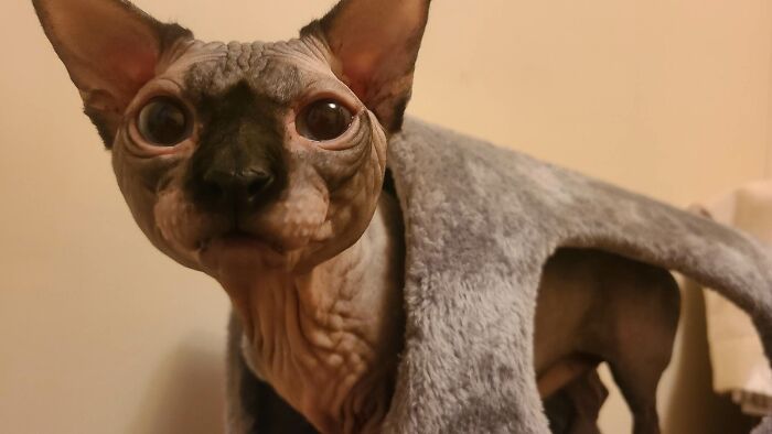 The Complete Opposite Of Fluff! Im Sorry But Hes So Cute!