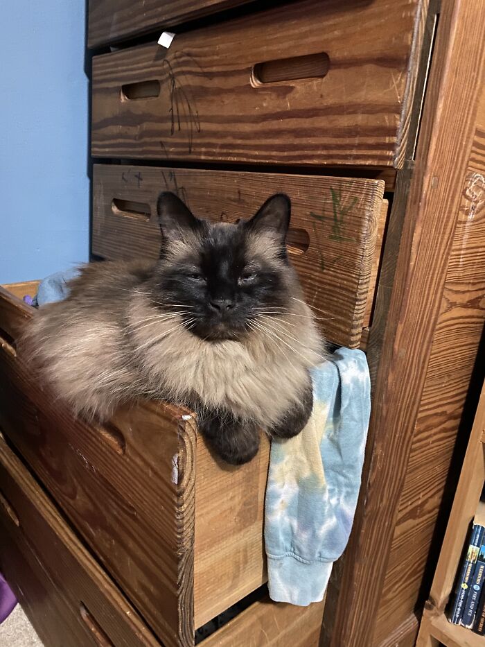Franklyn, Lord Of All He Surveys, King Of The Sweater Drawer