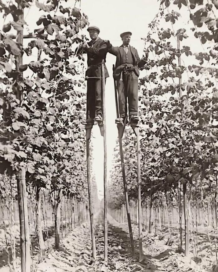 Recolectores de lúpulo en zancos. Feversham, Inglaterra, 1920 