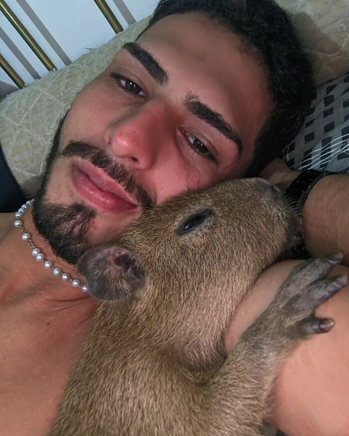 This Man From Brazil Who Lives On A Farm Shares A Beautiful Bond With A Rescued Capybara This Man From Brazil Who Lives On A Farm Shares A Beautiful Bond With A Rescued Capybara