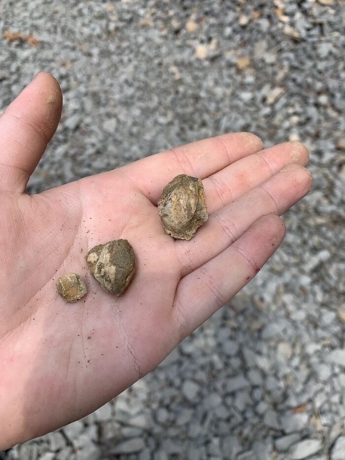 Fossils. These Are Blastoids That I Found In A Rock Cut On The Side Of The Road