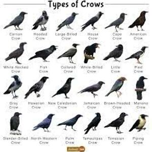 Crows Bully yt Toast4128