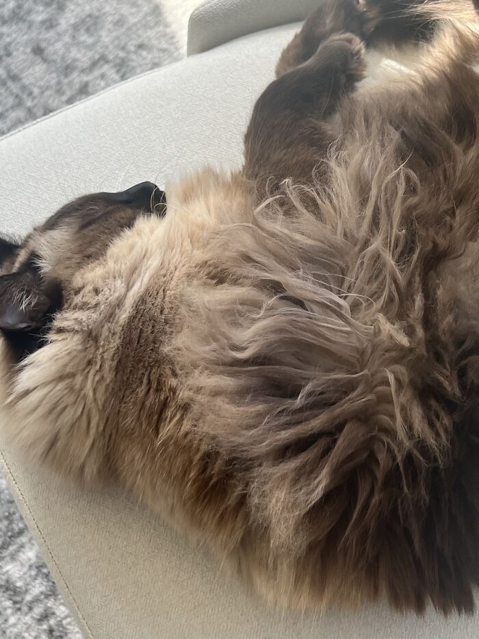 I Found A Picture That Encapsulates The Depth Of His Fluff