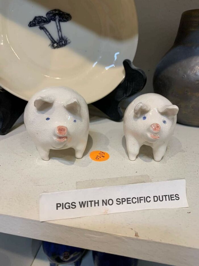 Pigs