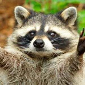 haileyrnaderi avatar