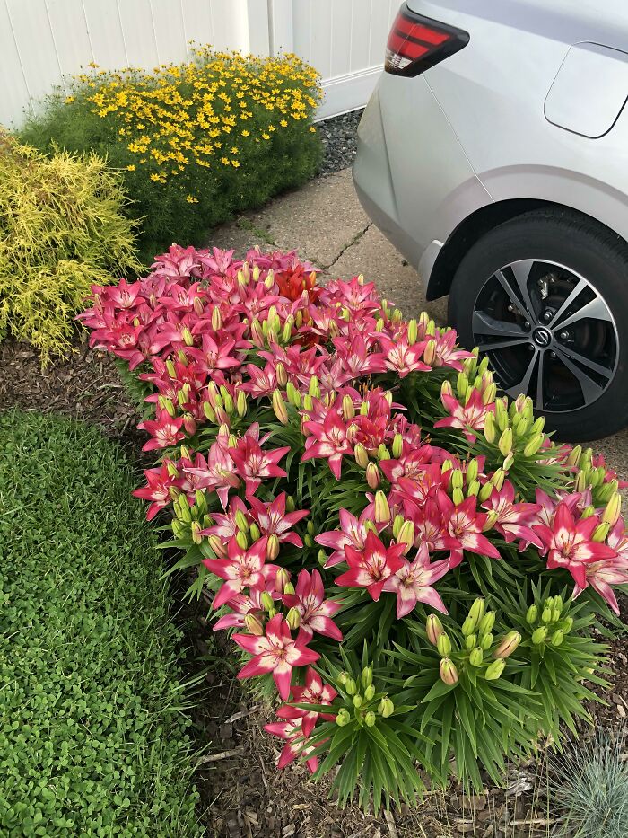 $15 Worth Of Clearance Asiatic Lillies, 3 Years Later