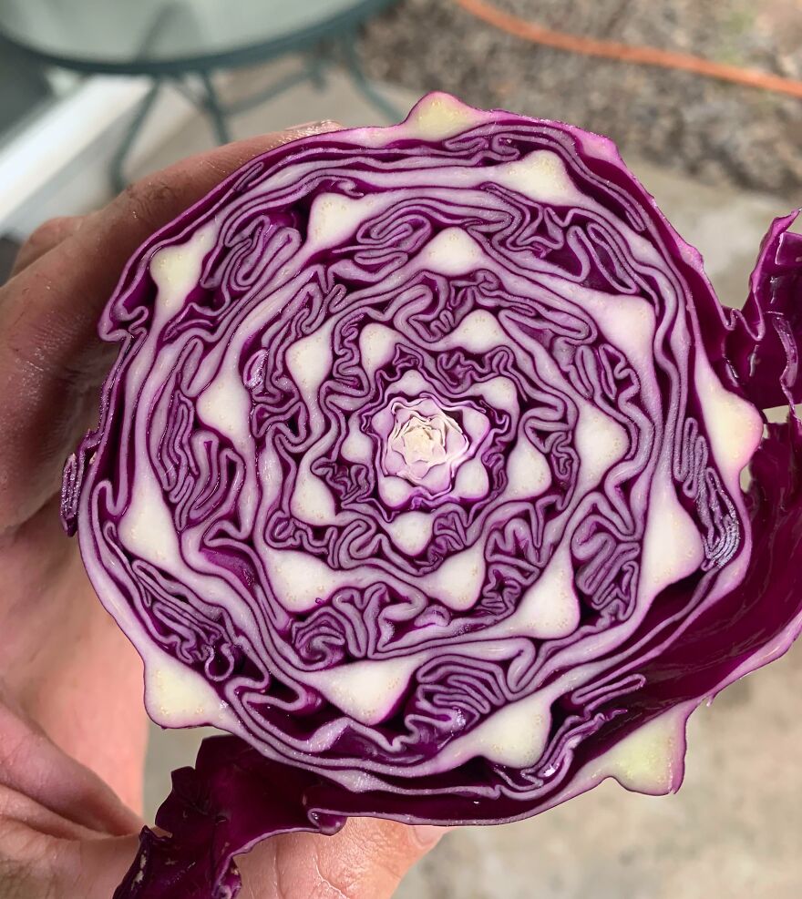 Beautiful Cabbage Art
