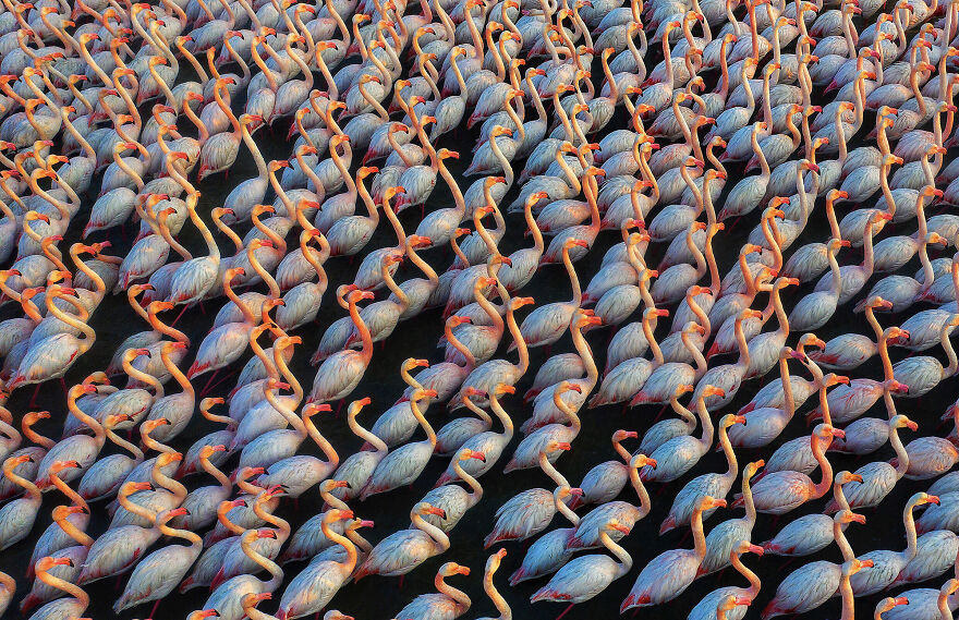 "An Army Of Flamingos" By Mehdi Mohebi Pour, 2022