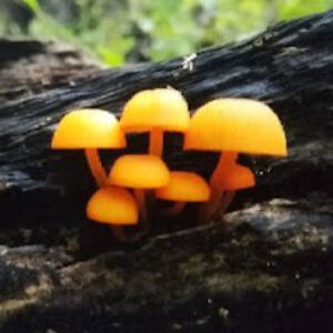 elisatorres_1 avatar