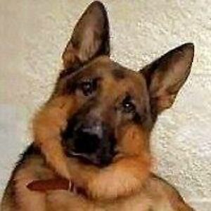 big_velcro_dog avatar