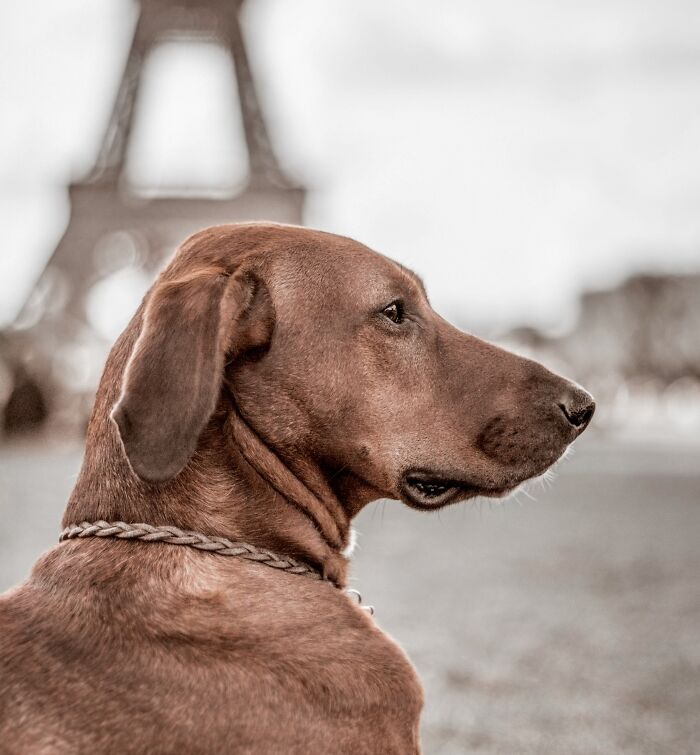 Brown dog sitting on grass with Eiffel tower behind him 