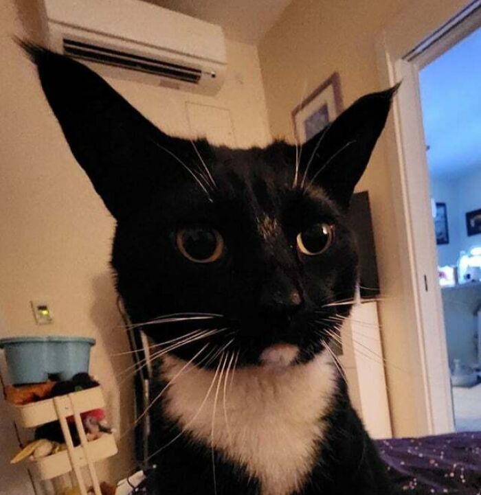 Figaro's Big Ears