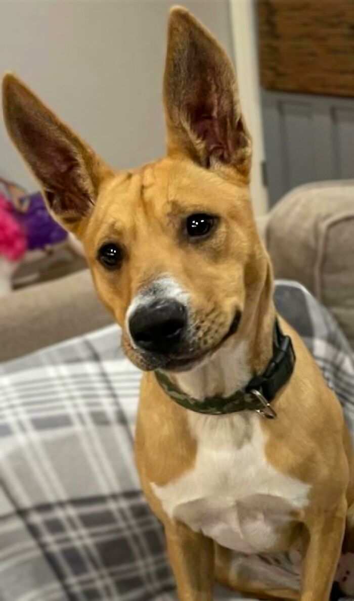 I’m On A Daily Digest For My Local Shelter’s Critters In Need Of Foster Care — Greta And Her Satellite Ears Just Arrived