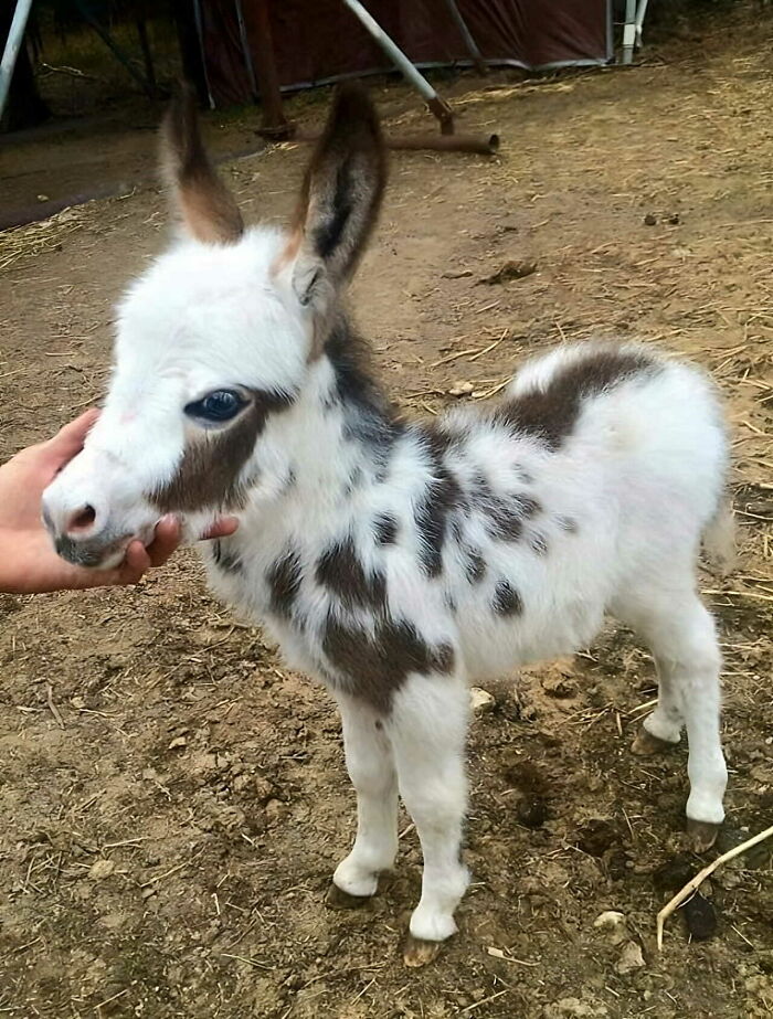 Baby Donkeys Are So Cute