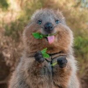 lisette_swinnen avatar