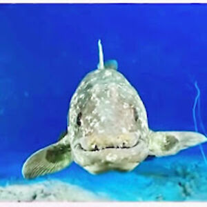 deadliersheep76 avatar