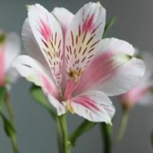 hannah5banana avatar