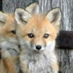 averylovesfoxes avatar